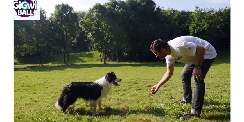 Apie GIGWI žaislus šunims 